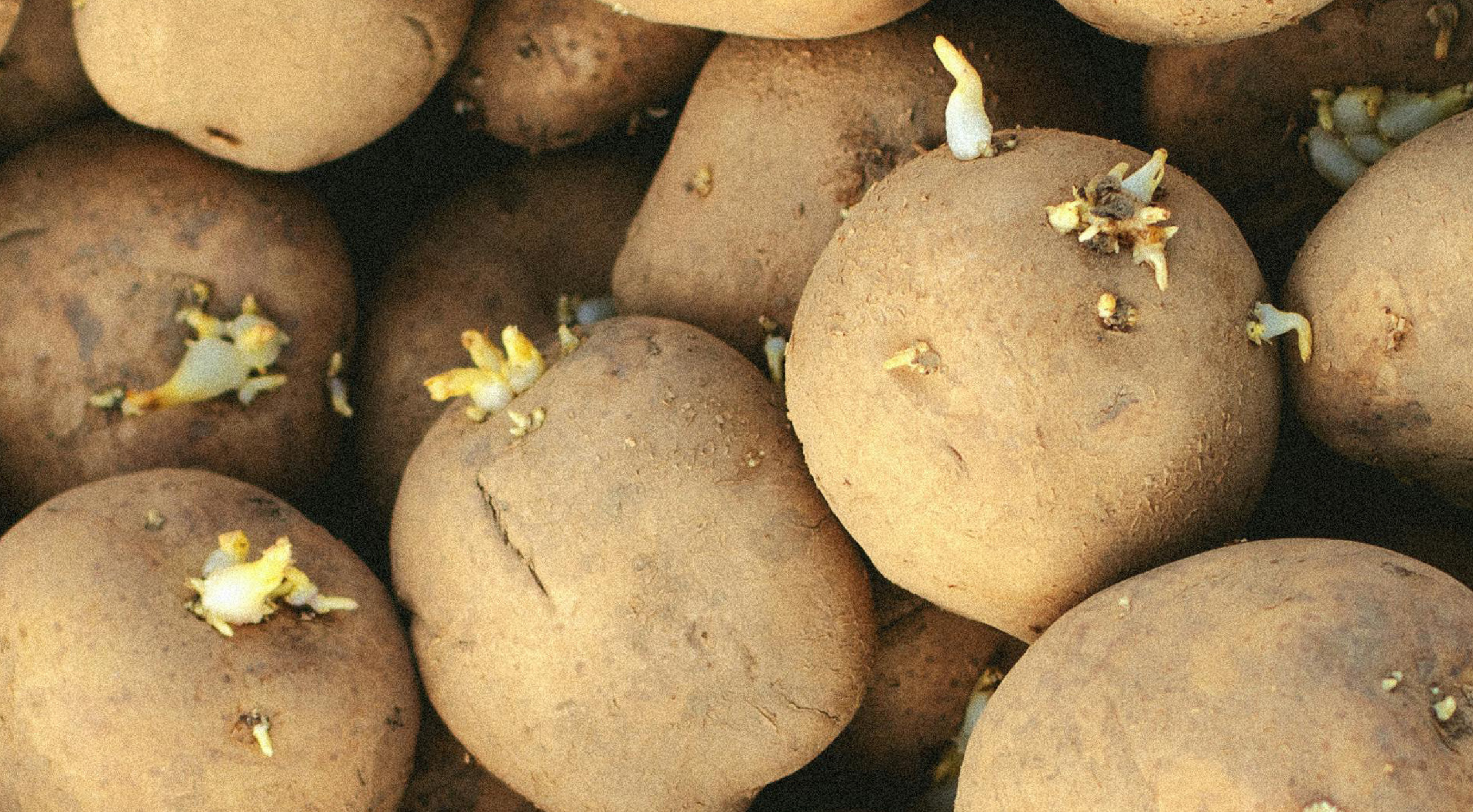 Guzel Jahina: Krumpliültetés