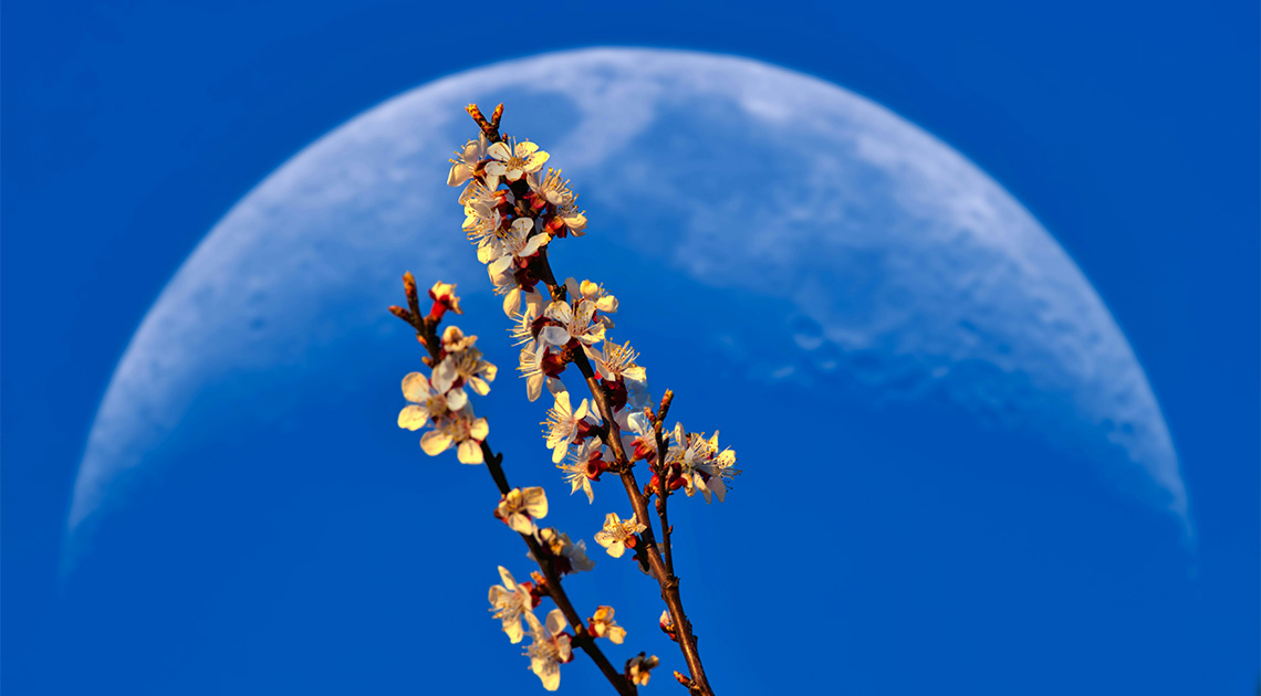Li Jü: Mikor ér véget a tavaszi virág és az őszi hold?
