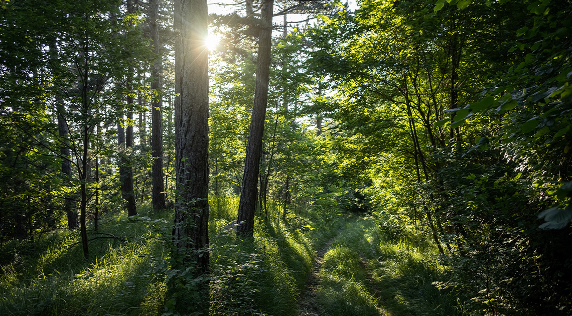 Vanda Mikšić versei (2.)