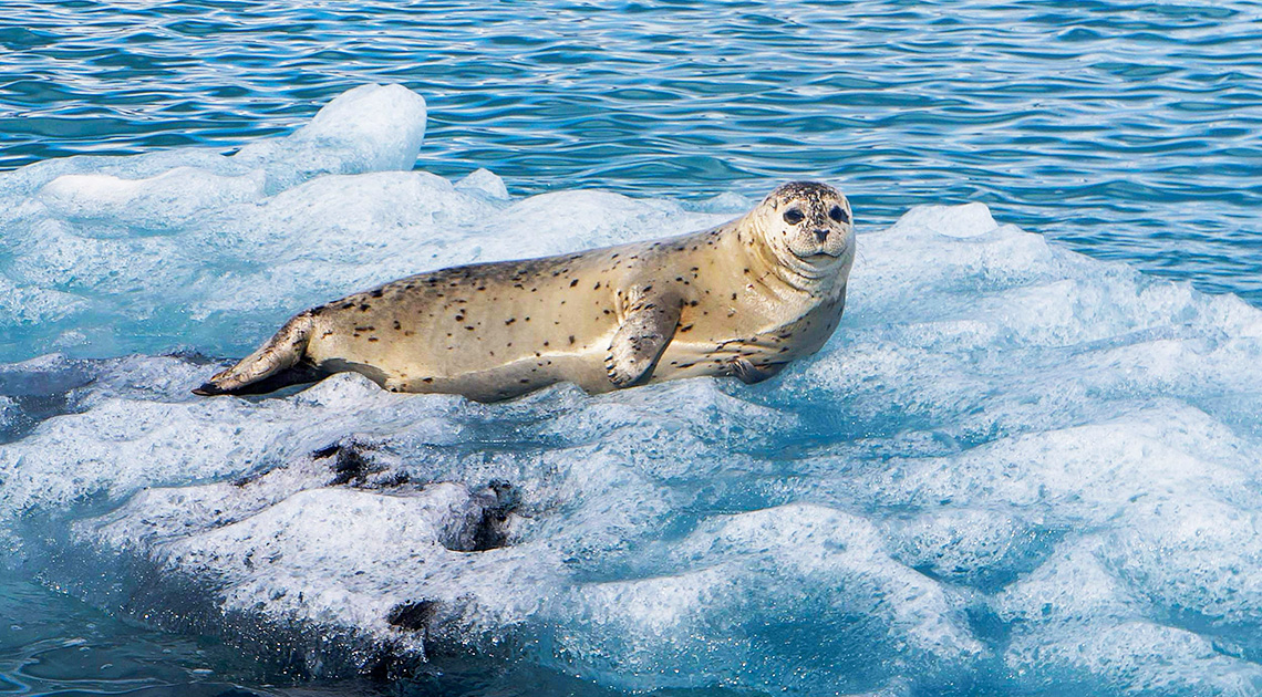 Alex Frandeș: mint egy fóka