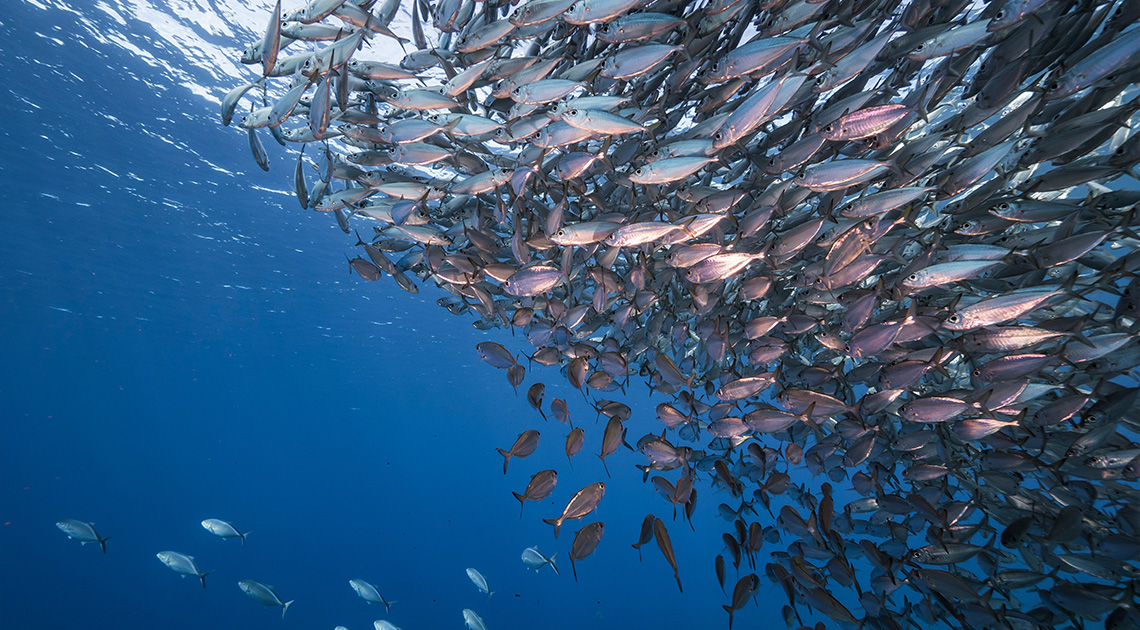 Romulus Bucur: (a halál egy kedves kislány...)