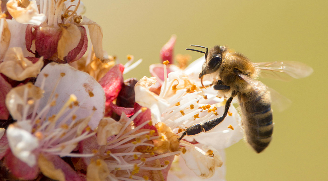 Emily Dickinson két verse