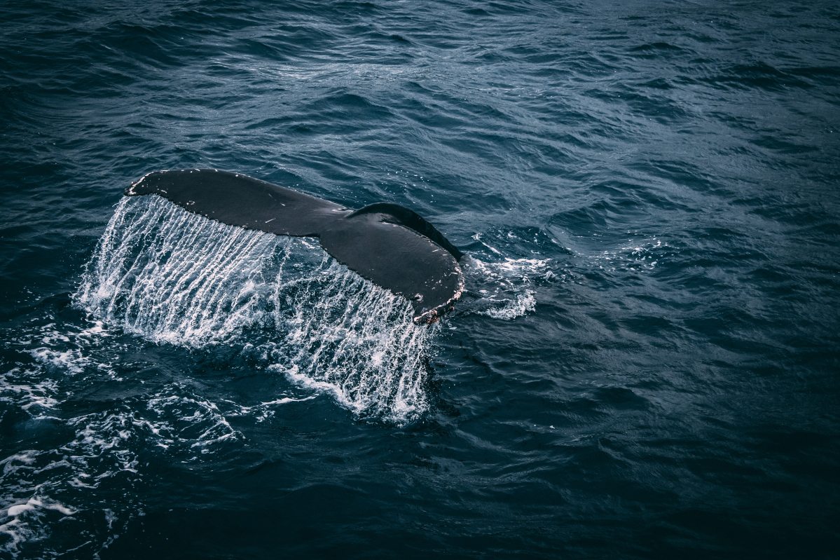 rudolf_kirchner_fotoja_a_pexels_oldalarol.jpg