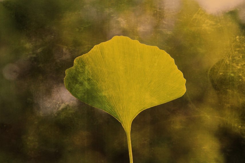 ginko_5142916_1920_pixabay.jpg