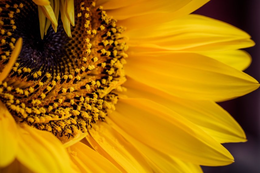 sunflower_4415802_1920.jpg