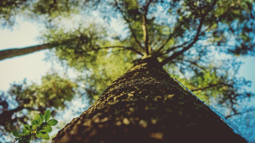 tree_trunk_1082098_1920.jpg