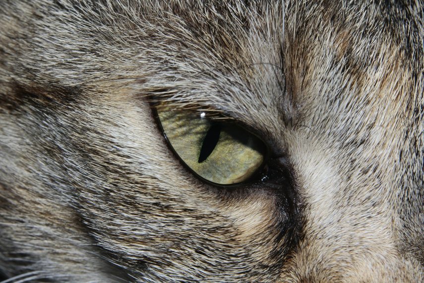 cat_379117_1920.jpg