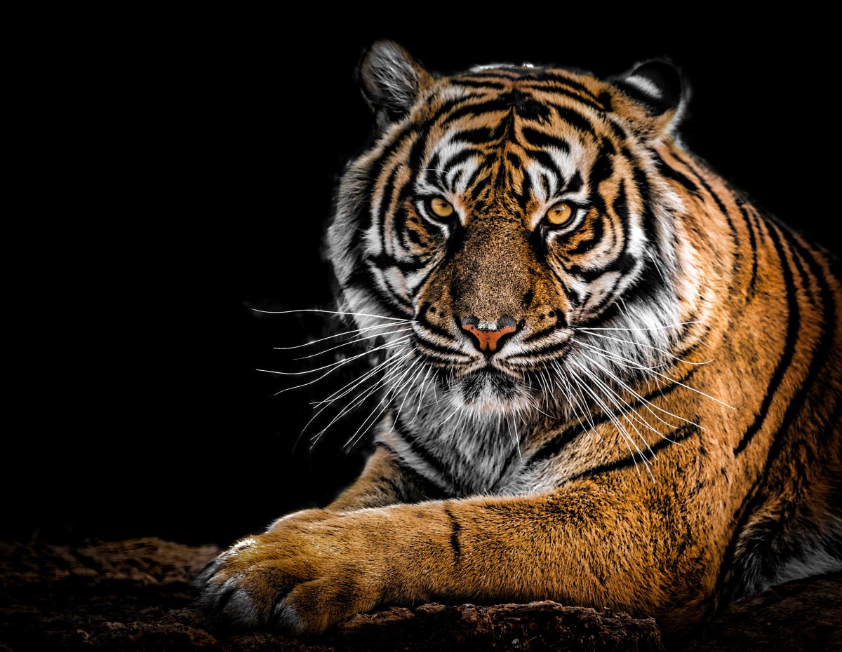 close_up_photography_of_tiger_792381.jpg