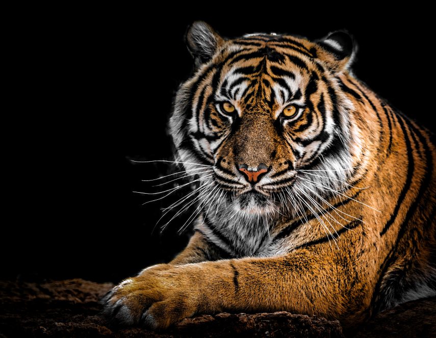 close_up_photography_of_tiger_792381.jpg