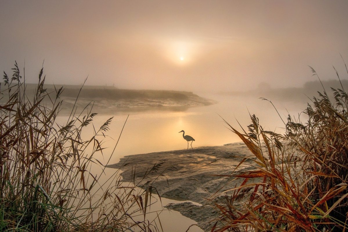 heron_5394026_1920.jpg