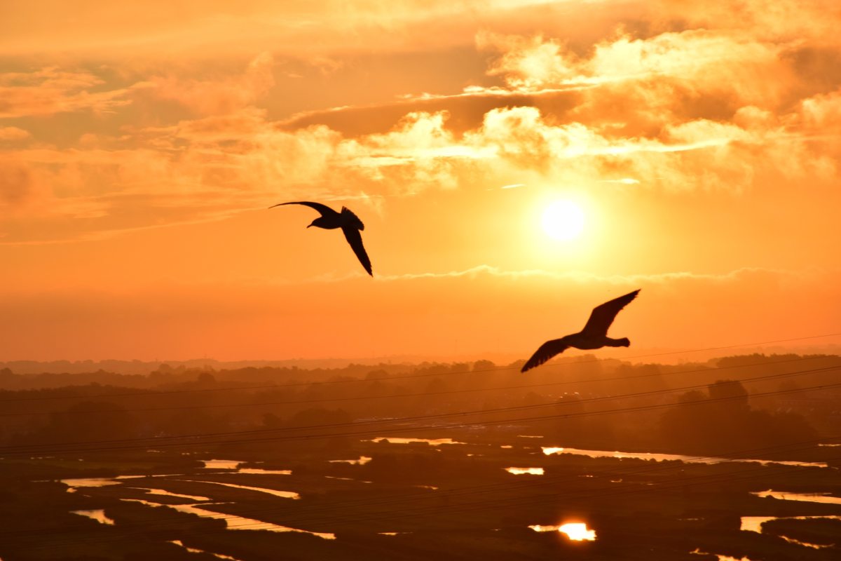 sea_water_nature_silhouette_bird_light_1171993_pxherecom.jpg