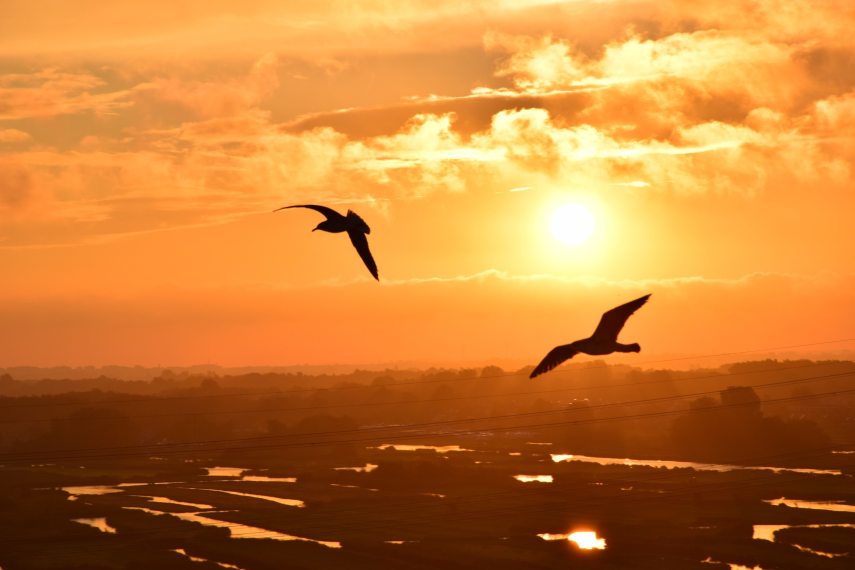 sea_water_nature_silhouette_bird_light_1171993_pxherecom.jpg