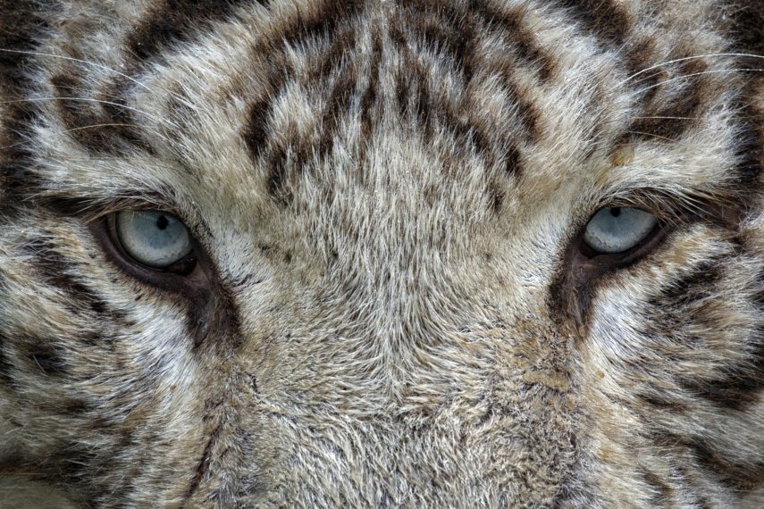 eyes_1155569.jpg