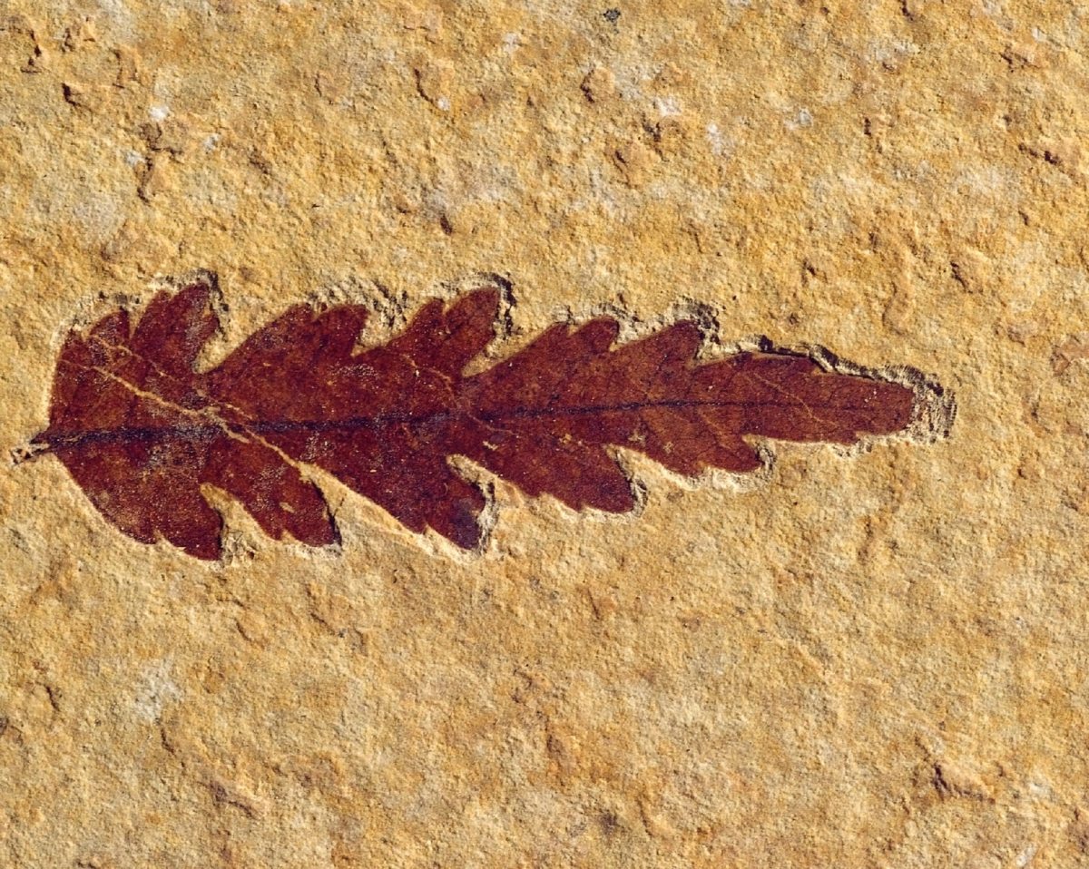 fossil_2166817.jpg