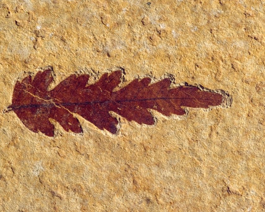 fossil_2166817.jpg