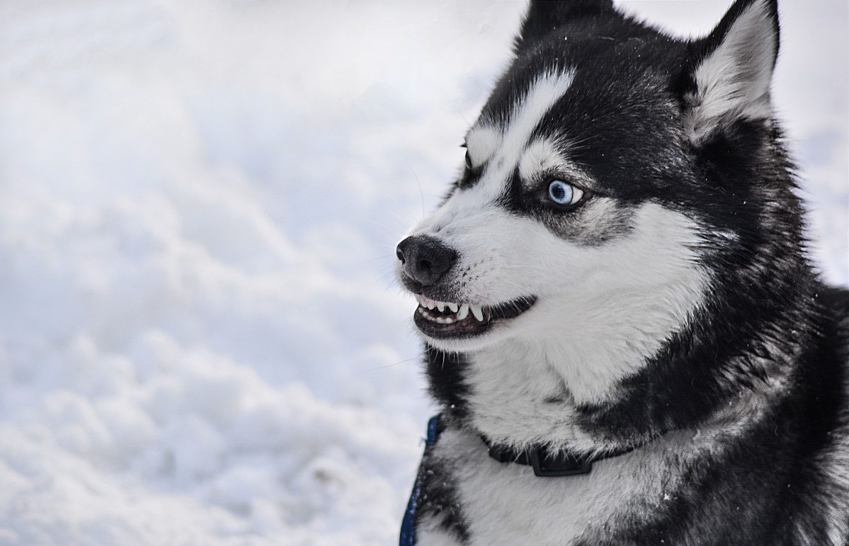 dog_angry_teeth_danger_breed_animal_1418292_pxherecom.jpg