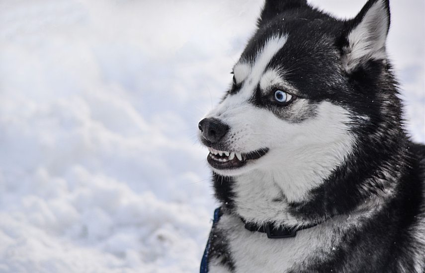 dog_angry_teeth_danger_breed_animal_1418292_pxherecom.jpg