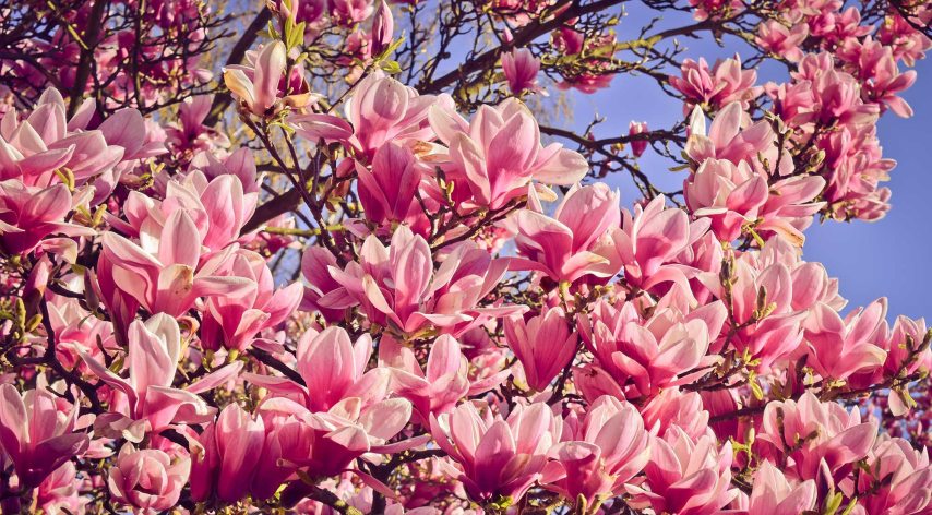 magnolia.jpg