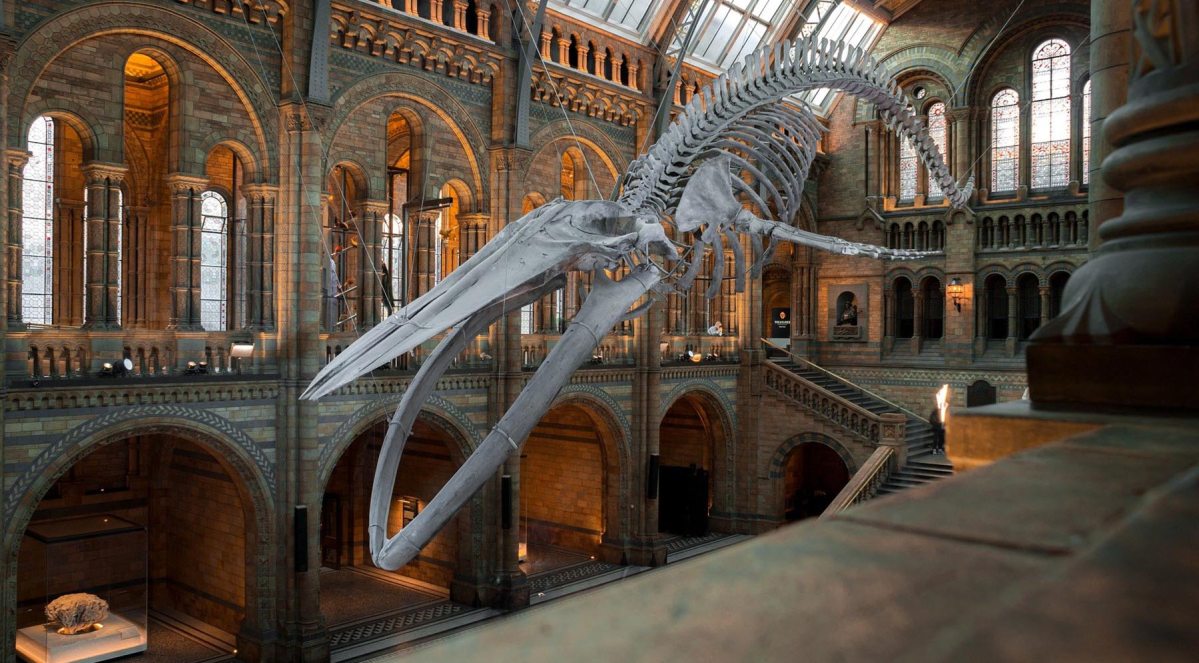 termeszettudomanyi_muzeum.jpg