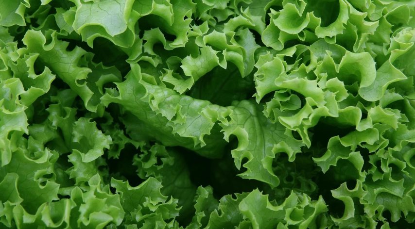 salata.jpg