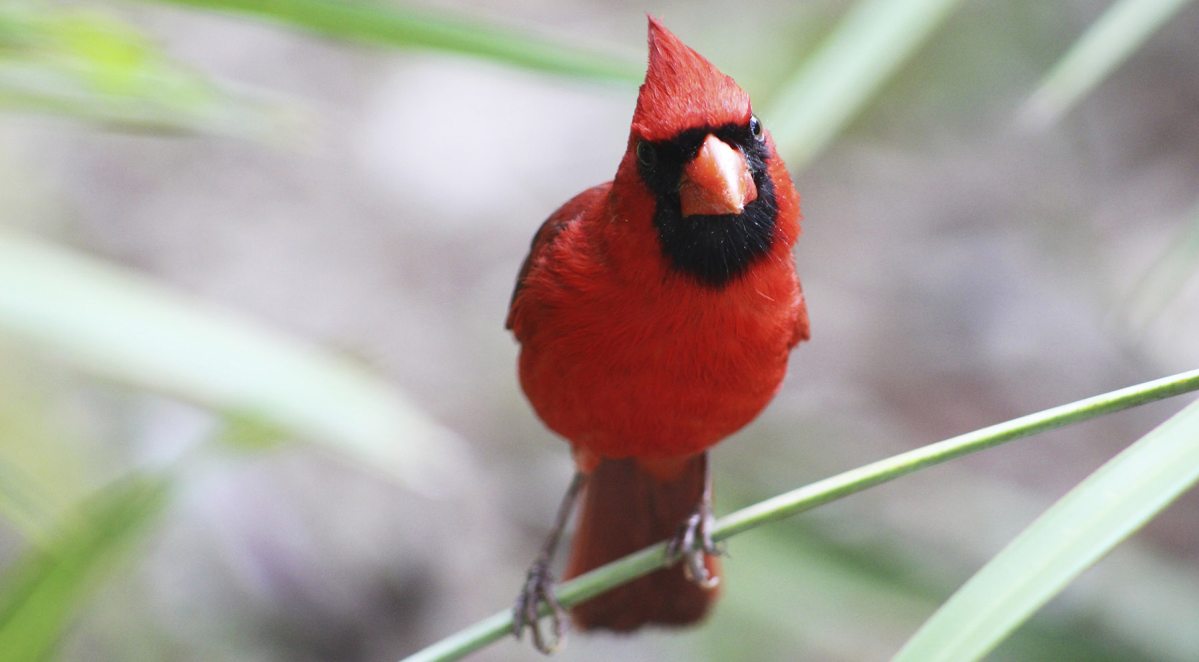 cardinalis_cardinalis.jpg
