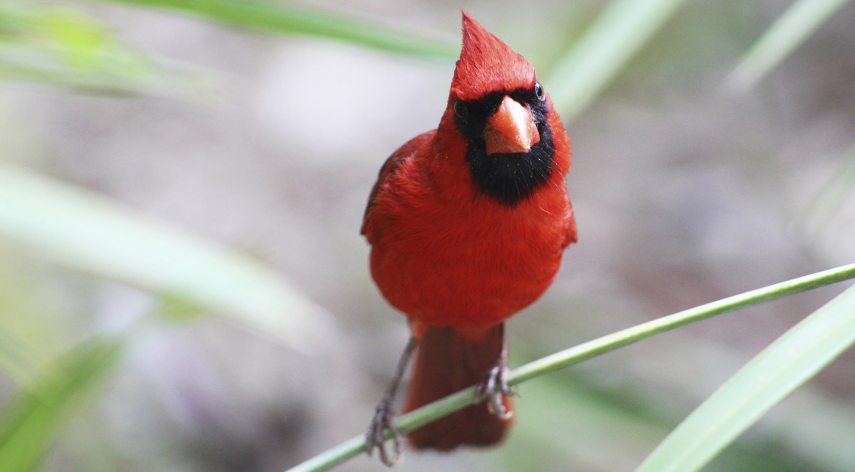 cardinalis_cardinalis.jpg