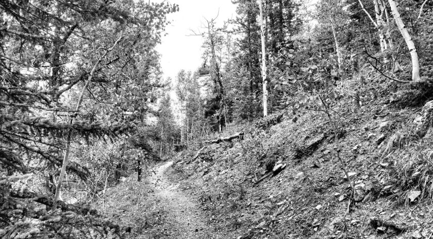 forest_path_15677824922mt.jpg