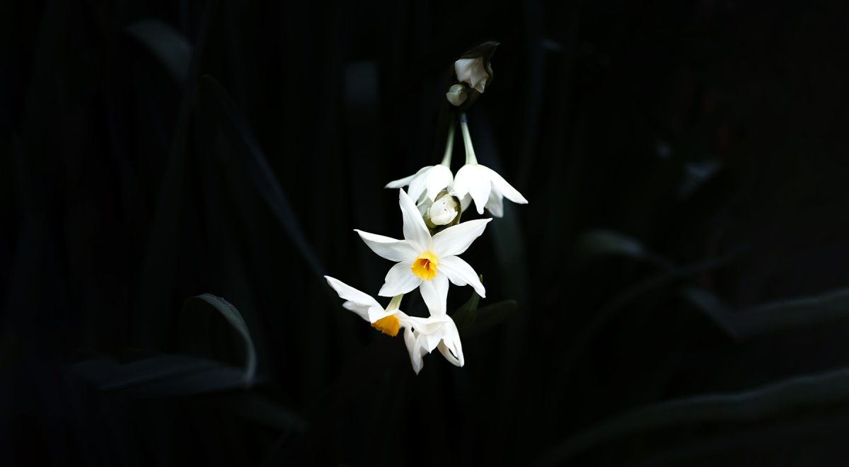 narcissus.jpg