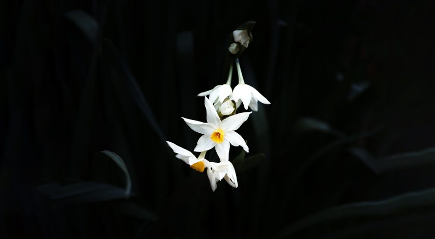 narcissus.jpg