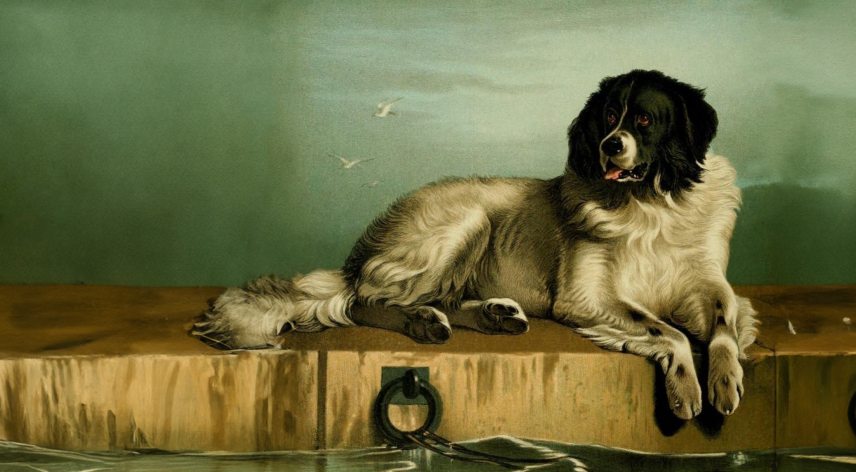 ujfundlandi_szerk.jpg
