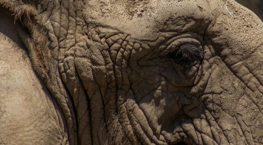 elefant.jpg