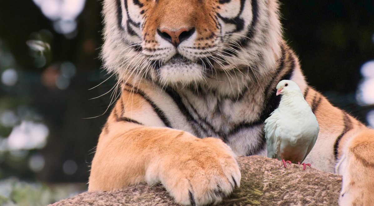 tigerdove.jpg