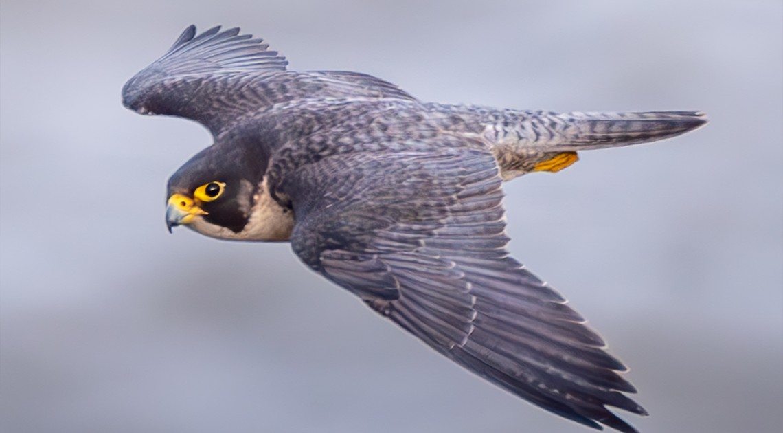 migrate_img2jpg_6ab4f1a6866f90.62242707.jpg