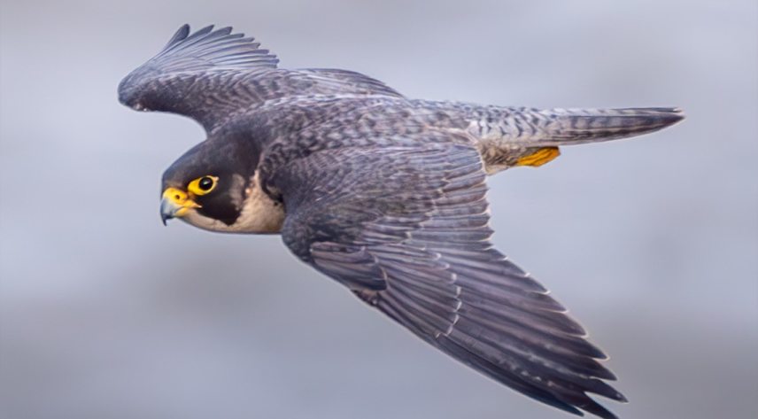 migrate_img2jpg_6ab4f1a6866f90.62242707.jpg